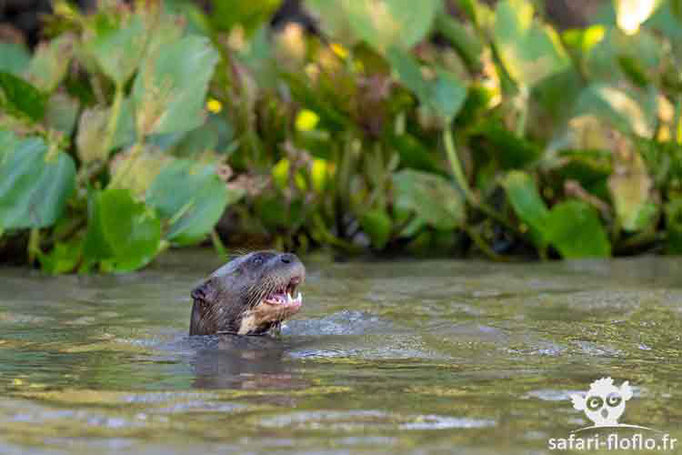 Loutre géante d'Amazonie