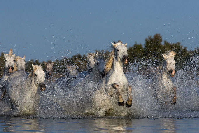 Chevaux (Camargue)