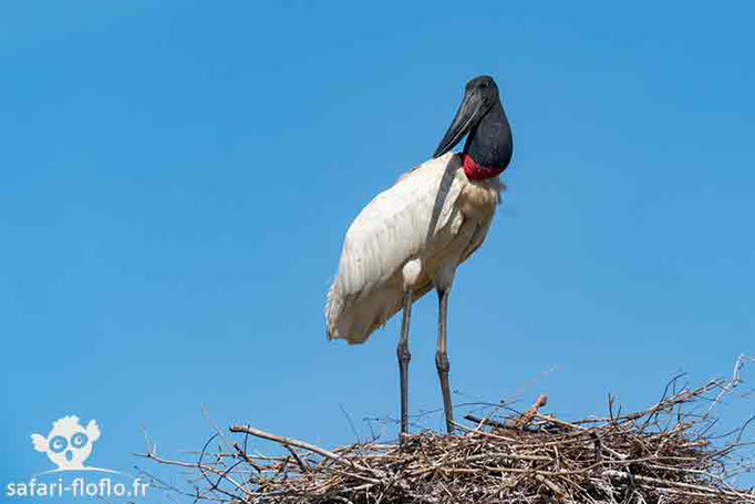 Jabiru d'Amérique