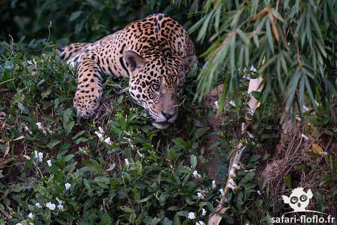 Jaguar