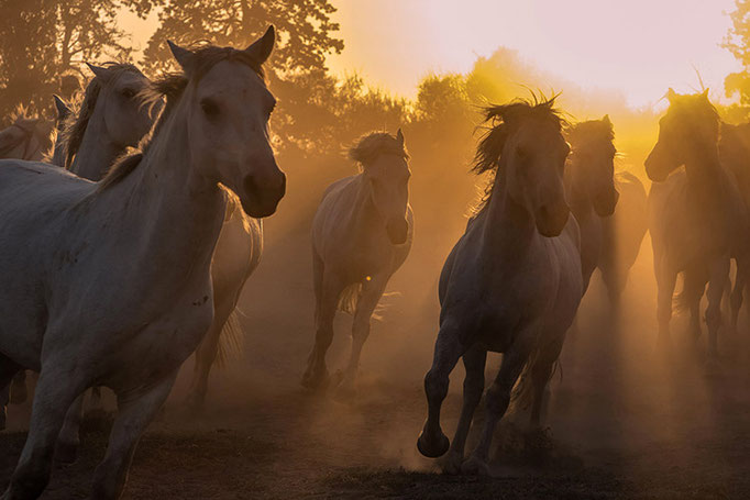 Camargue