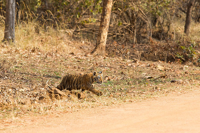 Jeune de Maya (2 mois et demi) - Tadoba Andhari Tiger Reserve