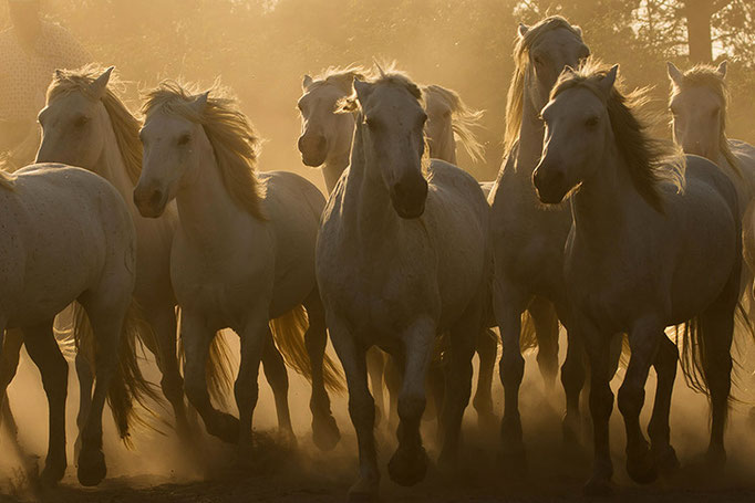 Camargue