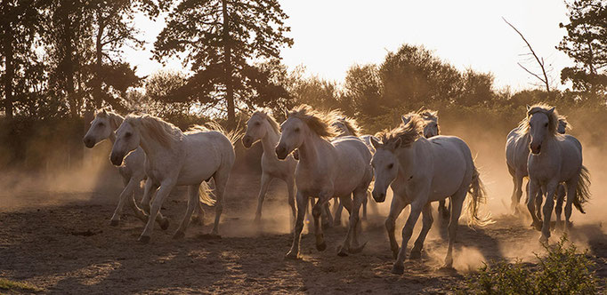 Camargue