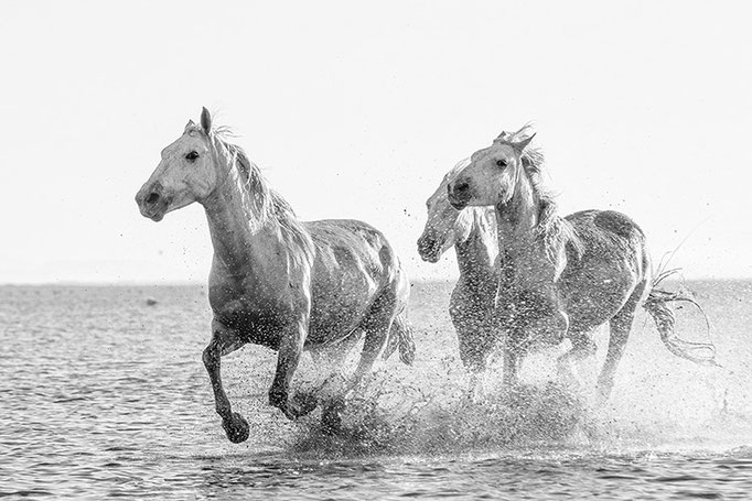 Camargue