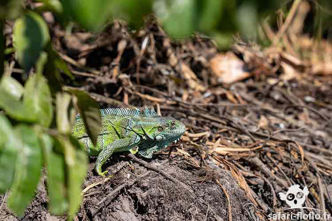 Iguane vert