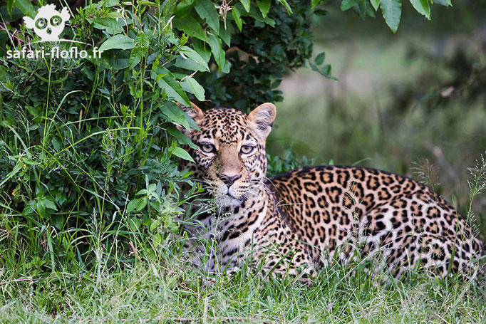 Femelle léopard (Romi)