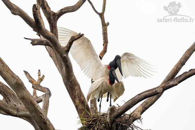 Jabiru d'Amérique