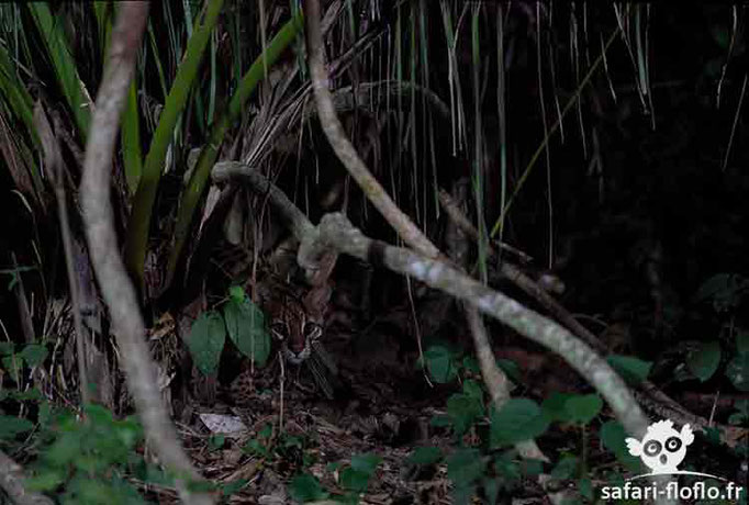 Ocelot