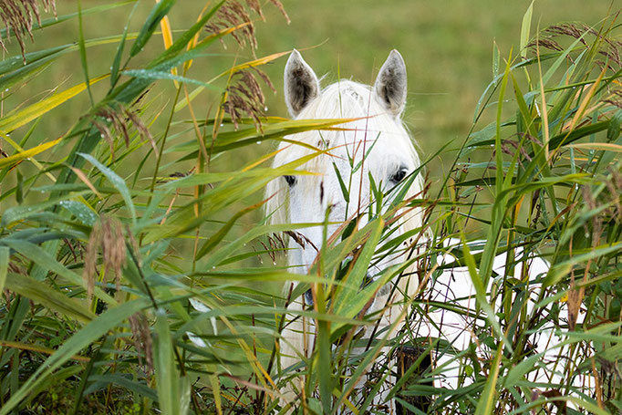 Camargue