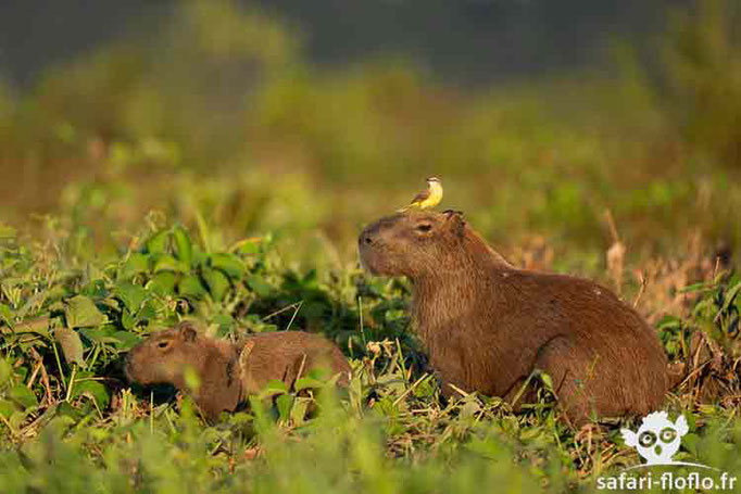 Tyran mélancolique sur capybara