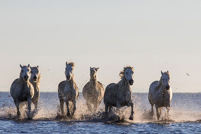 Camargue