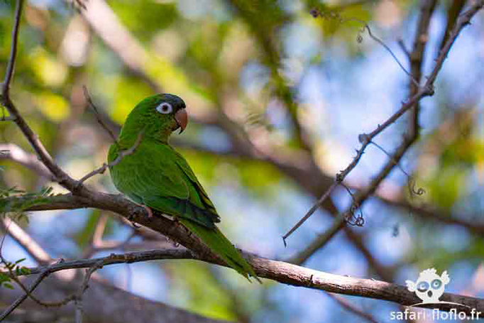 Conure à Tête Bleue