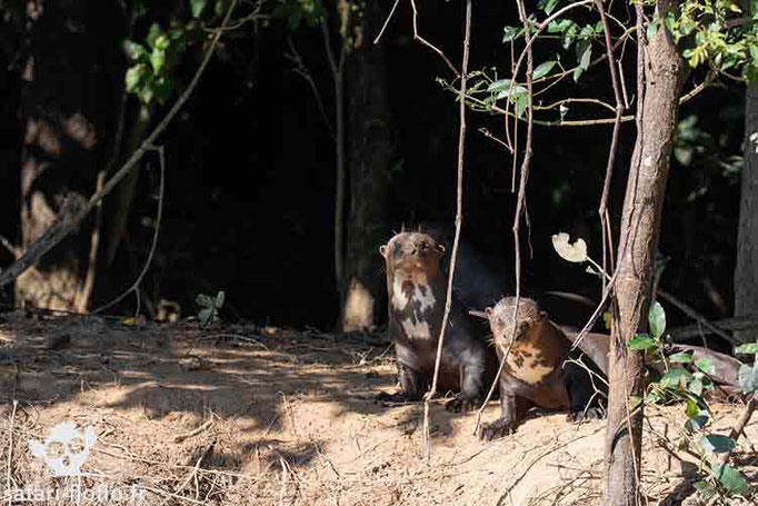 Loutres géantes d'Amazonie