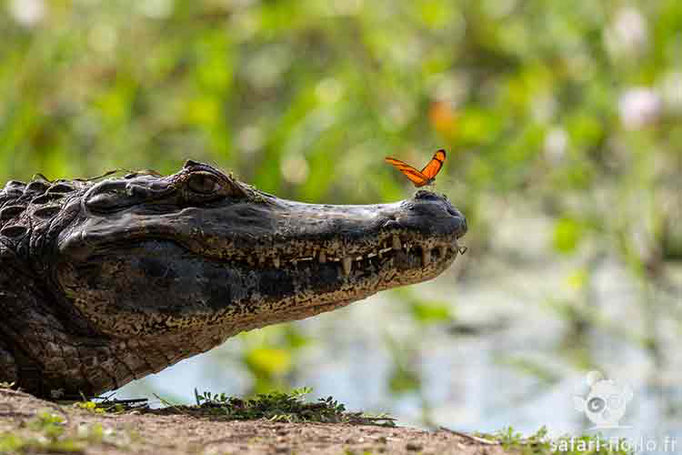 Caïman Yakaré et papillon à bandes oranges