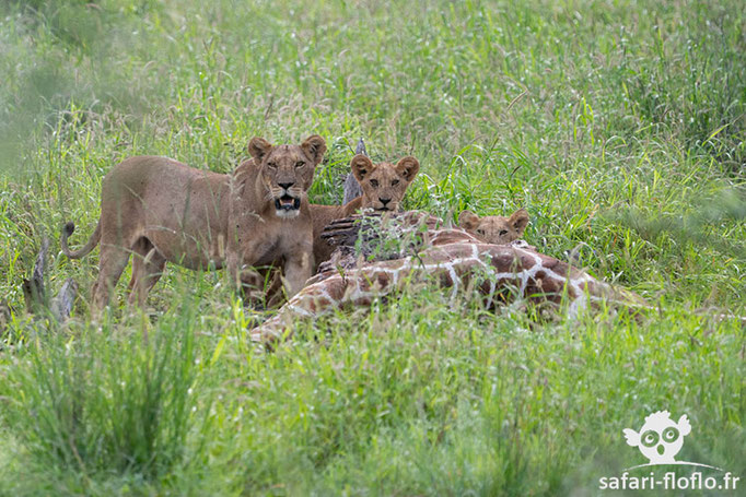 Buffalo Springs - Lionne et ses petits sur un kill de girafe