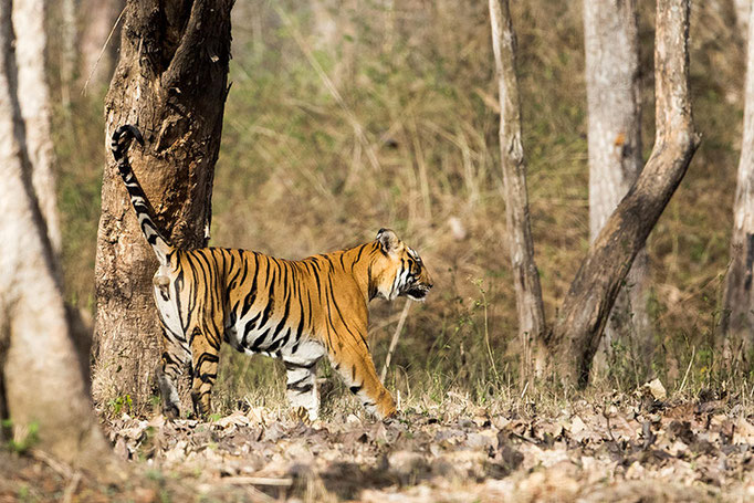 Tigre mâle - Nagarahole National Park (Kabini)