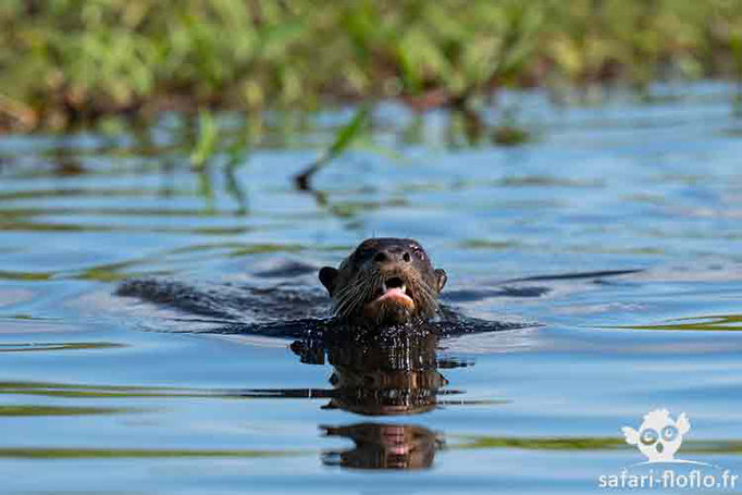 Loutre géante d'Amazonie