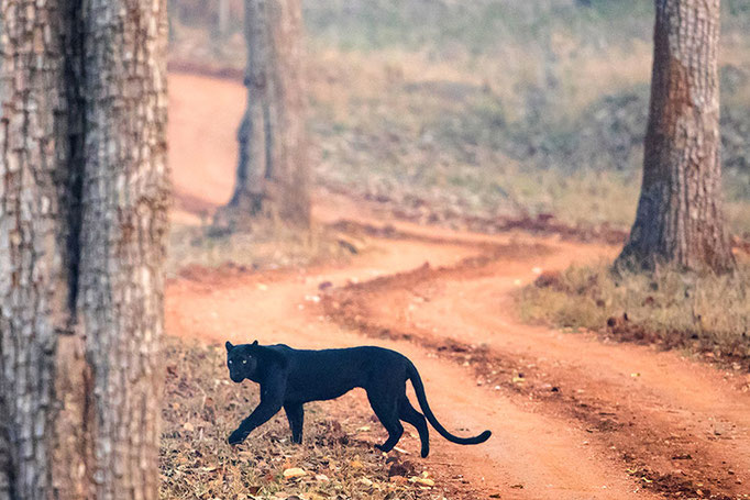 Blackie (Léopard Noir) - Nagarahole National Park (Kabini)