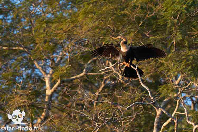 Anhinga d'Amérique