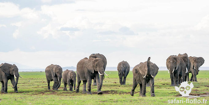 Amboseli - Eléphants