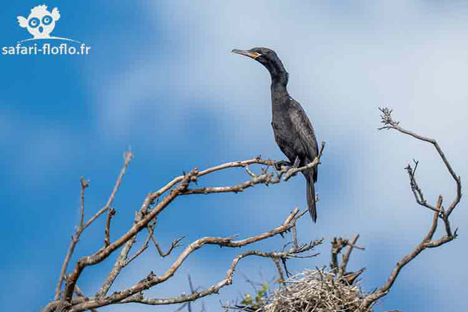 Cormoran Vigua