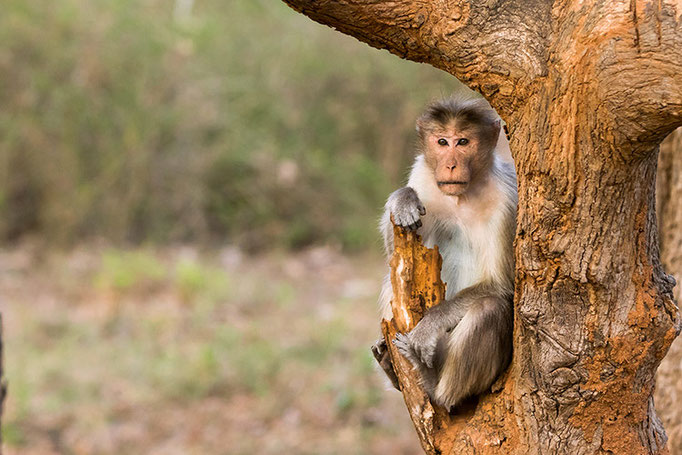 Macaques Rhésus - Nagarahole National Park (Kabini)