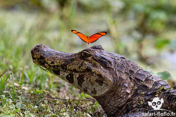 Caïman Yakaré et papillon à bandes oranges