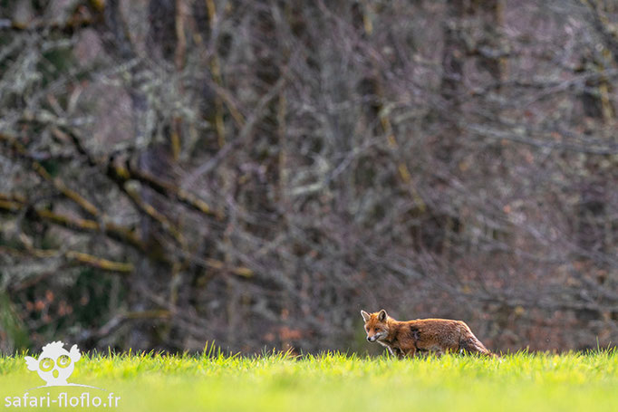 Renard Roux - Correze