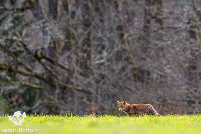 Renard Roux - Correze