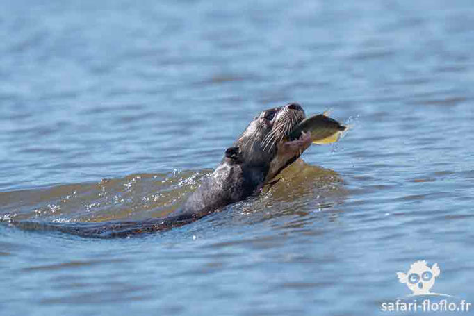 Loutre géante d'Amazonie