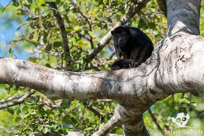 Singe Hurleur noir mâle