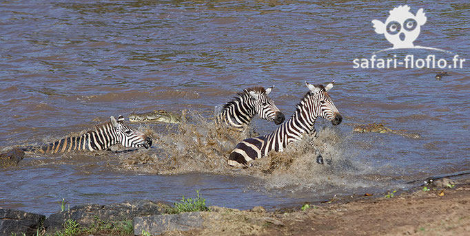 Crossing de zèbres harcelés par des crocodiles