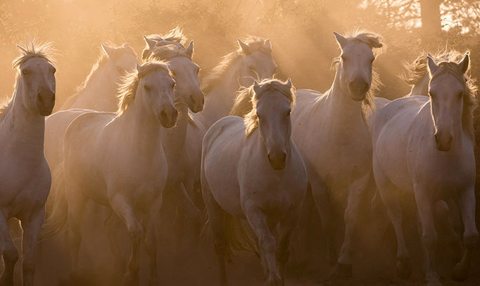 Camargue