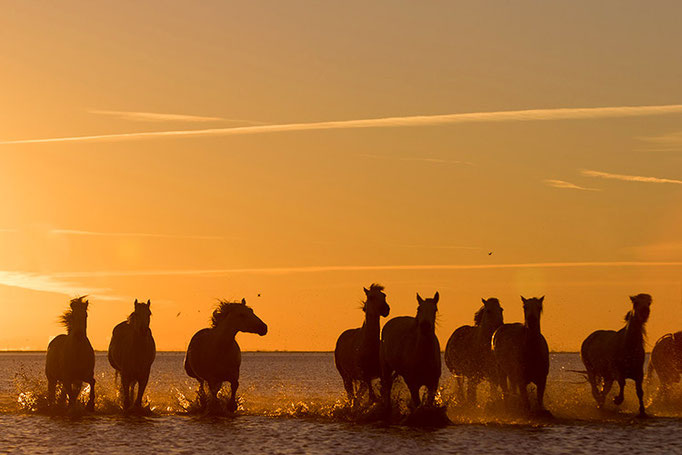 Camargue