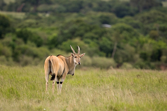 Maasai Mara: Eland du Cap