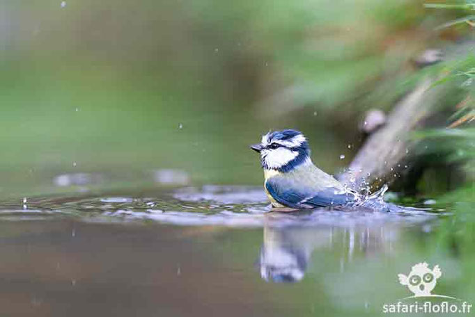Mésange Bleue