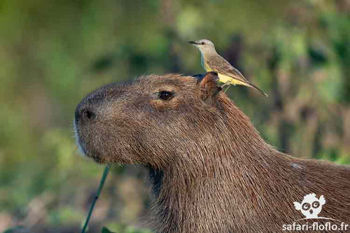Tyran mélancolique sur capybara