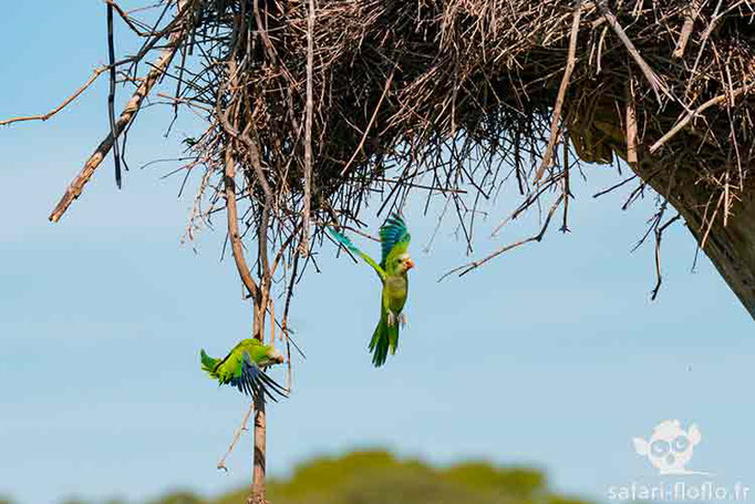 Perriche Veuve ou Conure Veuve