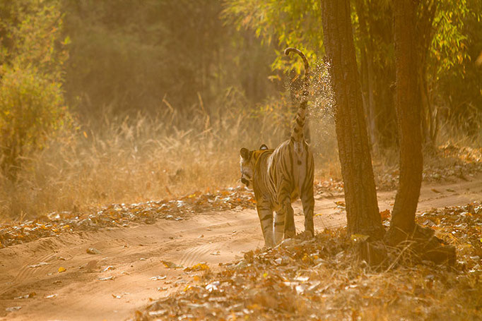 Réserve de Bandhavghar - tigresse