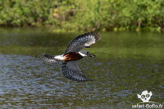 Martin-Pêcheur d'Amazonie