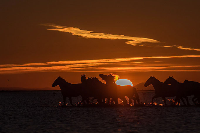 Camargue