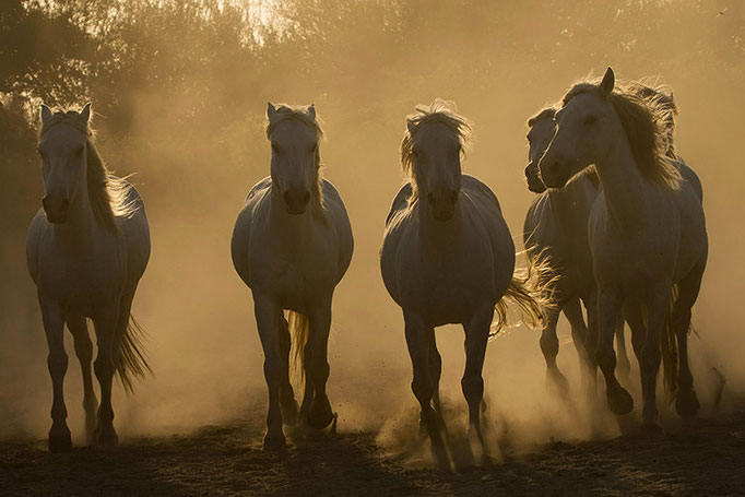 Camargue