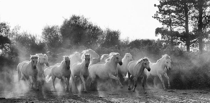 Camargue