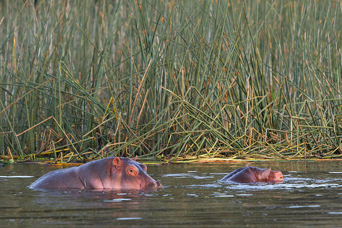 Lac Awasa - Hippopotame