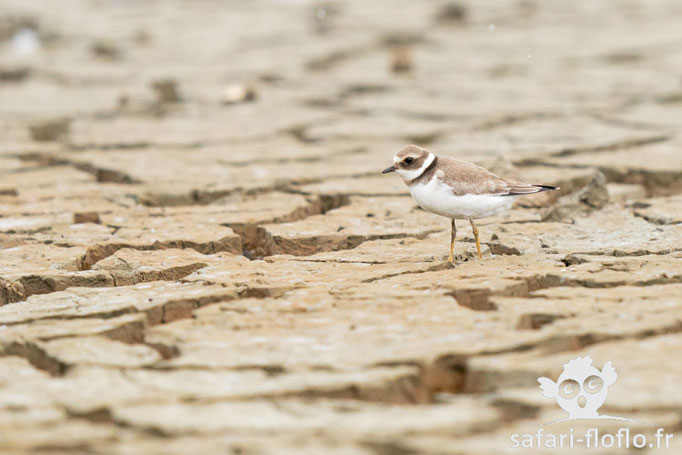 Petit Gravelot - Réserve Ornithologique du Teich