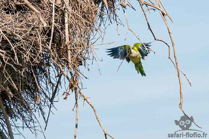 Perriche Veuve ou Conure Veuve