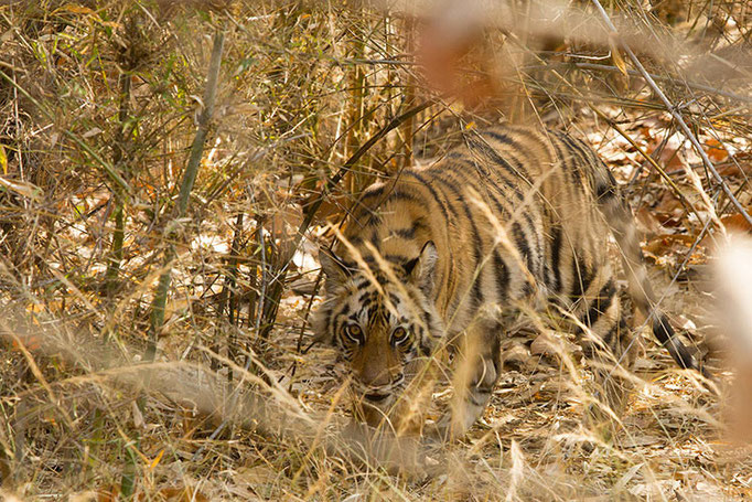 Réserve de Bandhavghar - Jeunes tigres de 10 mois