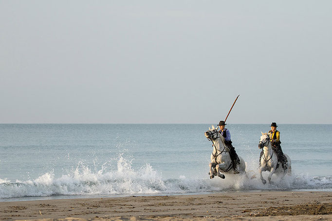 Camargue