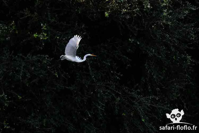 Grande Aigrette